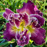 Purple Moonlight Daylily